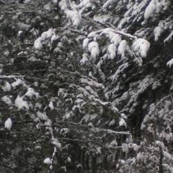 Sierra Nevada Sierra Nevada